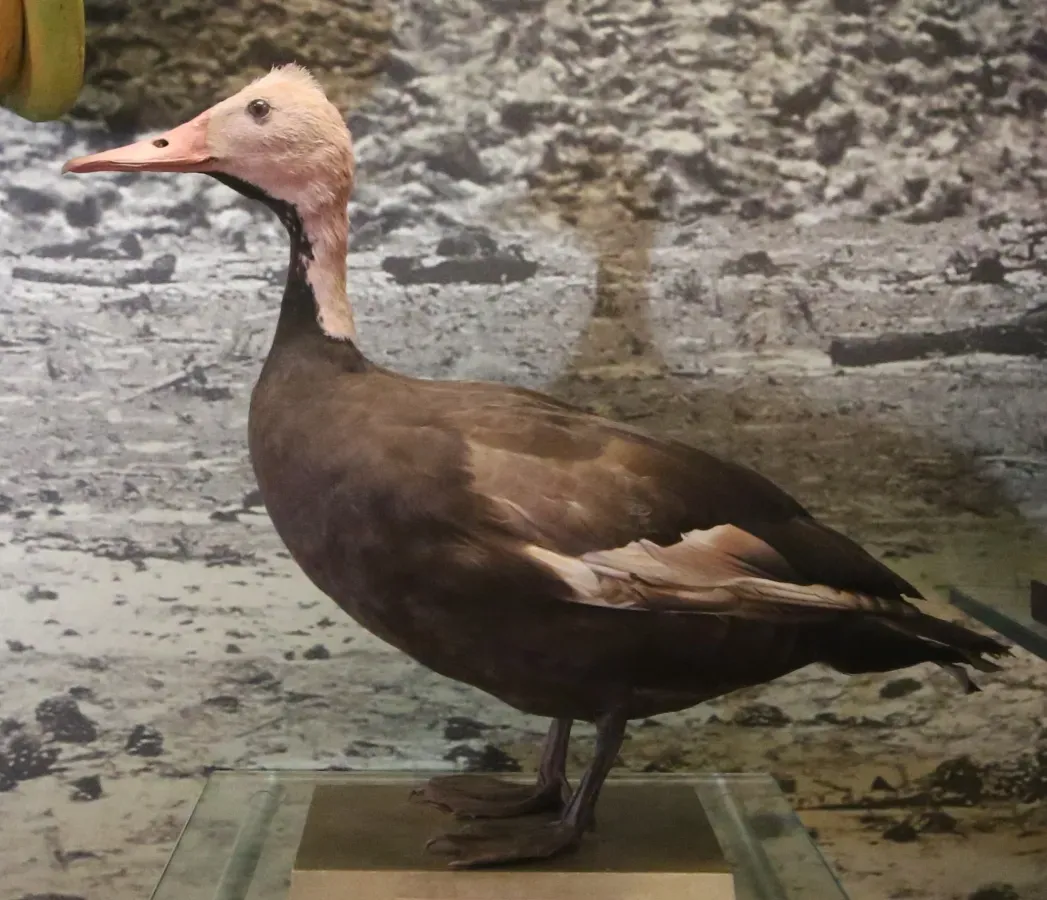 File:Taxidermied Rhodonessa caryophyllacea.JPG