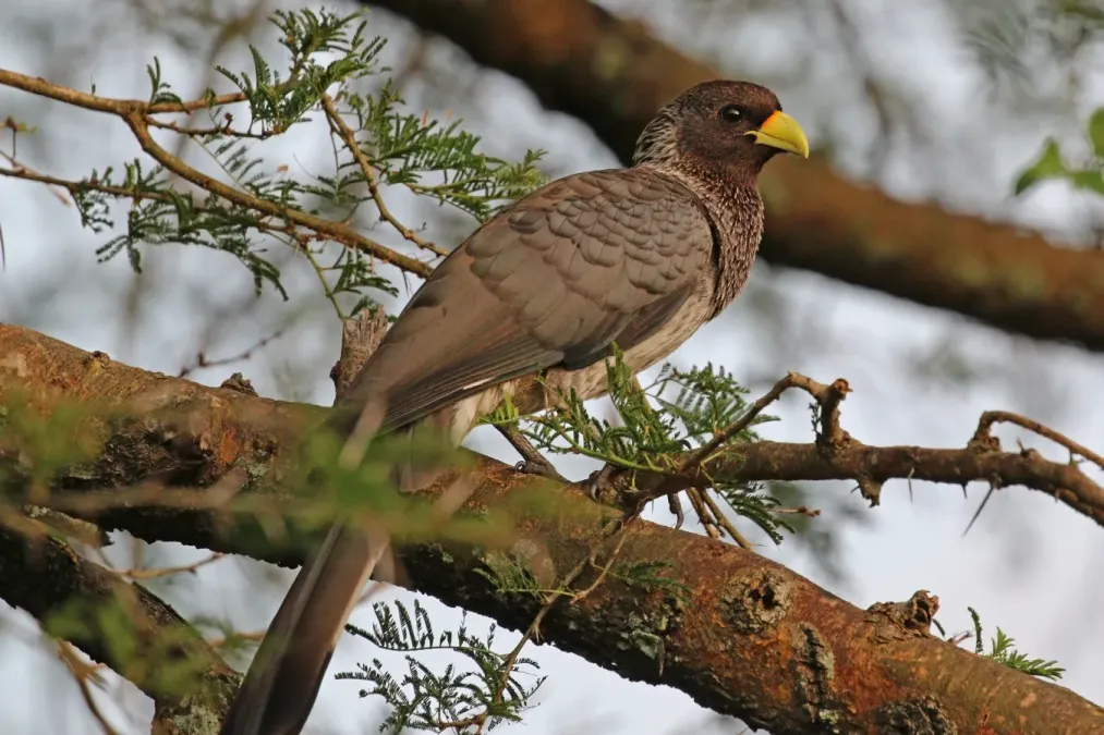 File:Eastern grey plantain-eater (Crinifer zonurus) female.jpg