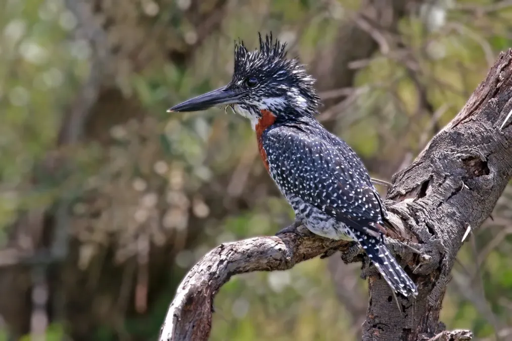 File:Giant kingfisher (Megaceryle maxima) male.jpg
