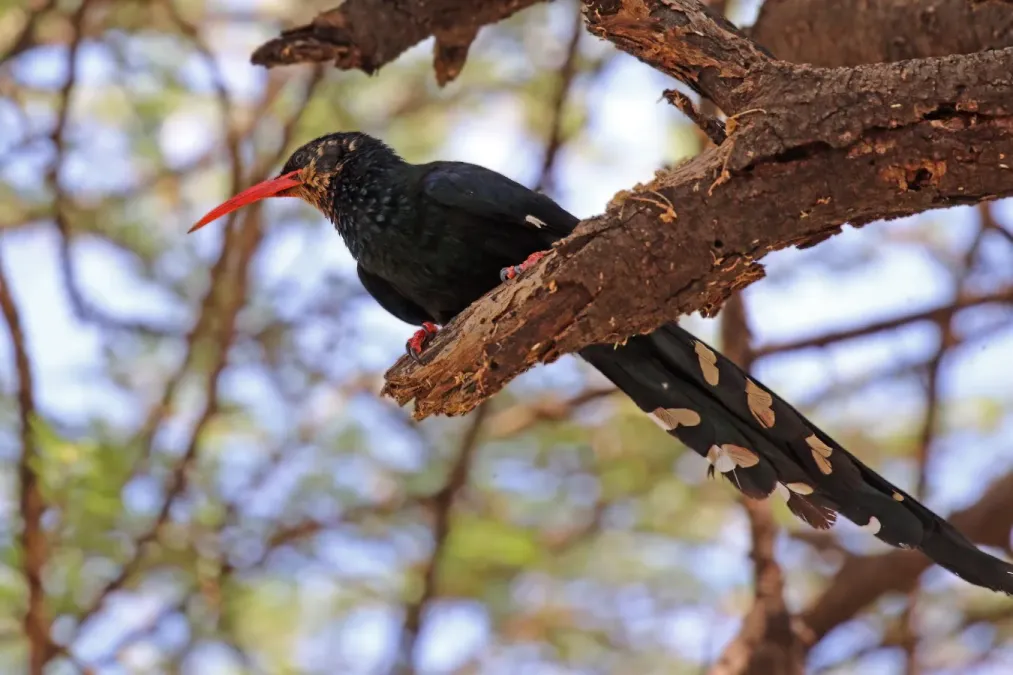 File:Green wood-hoopoe (Phoeniculus purpureus).jpg