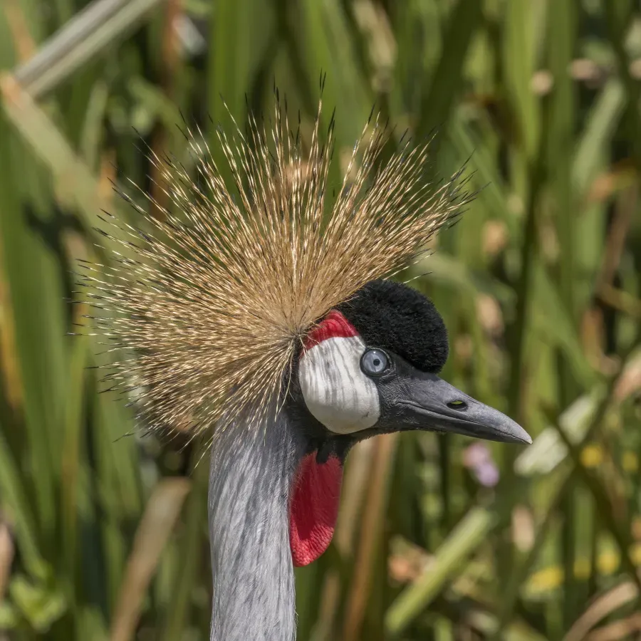 File:Grey crowned crane (Balearica regulorum gibbericeps) head.jpg