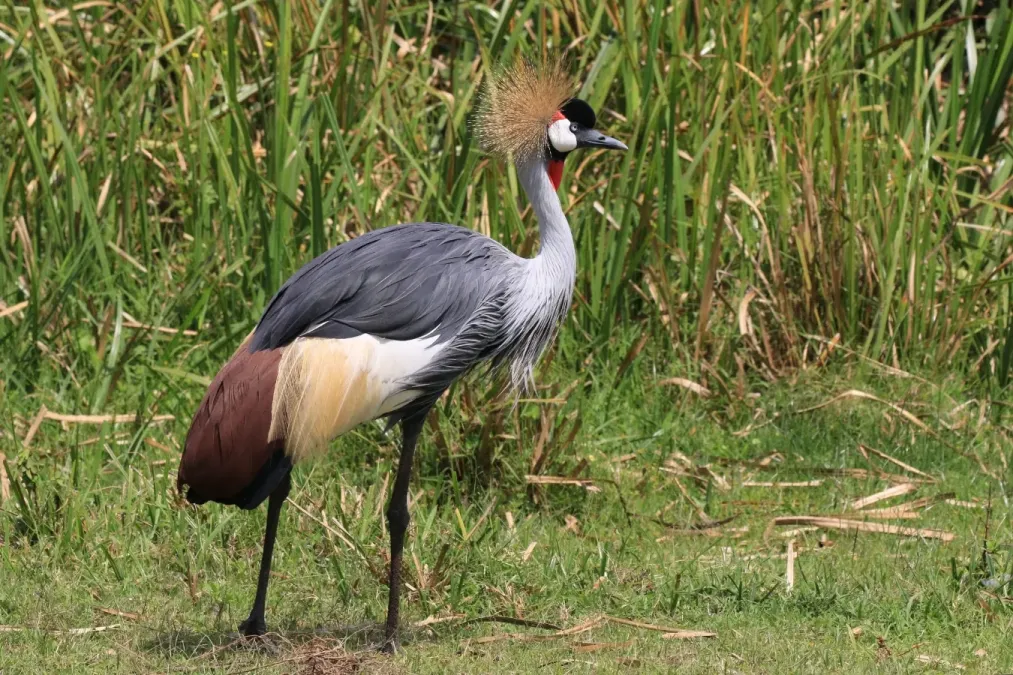 File:Grey crowned crane (Balearica regulorum gibbericeps).jpg
