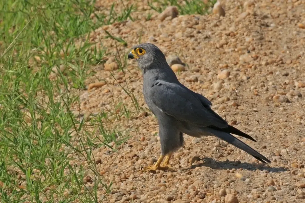 File:Grey kestrel (Falco ardosiaceus).jpg