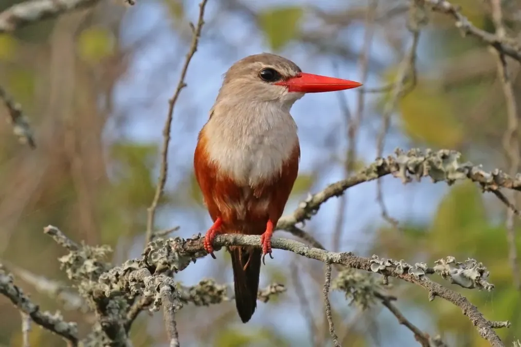 File:Grey-headed kingfisher (Halcyon leucocephala) 2.jpg