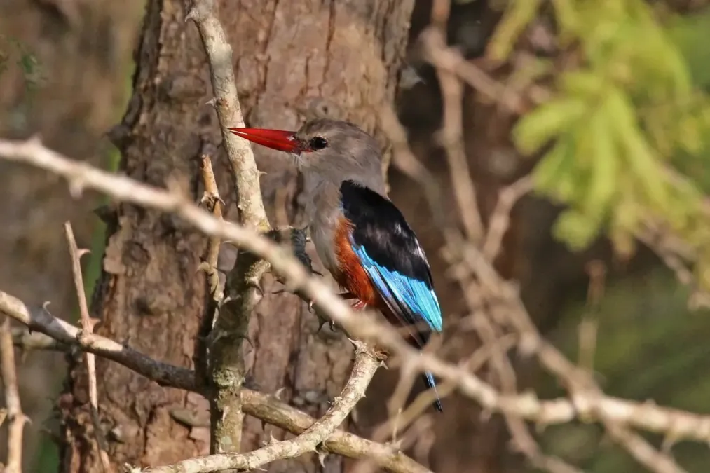 File:Grey-headed kingfisher (Halcyon leucocephala).jpg
