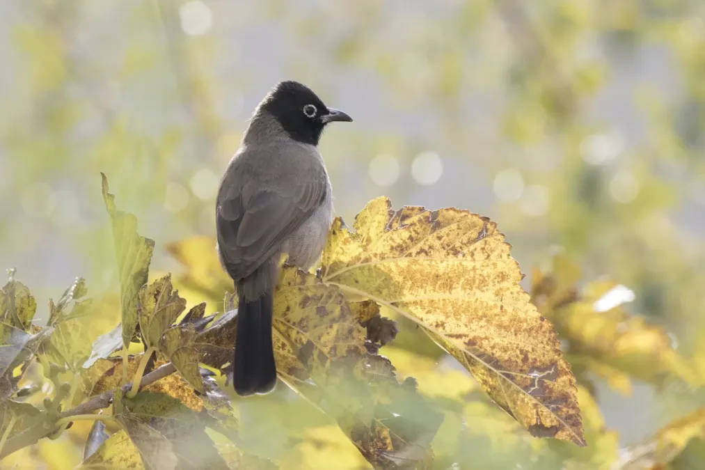 File:Pycnonotus xanthopygos - Yellow-vented bulbul, Adana 2016-12-05 01-1.jpg