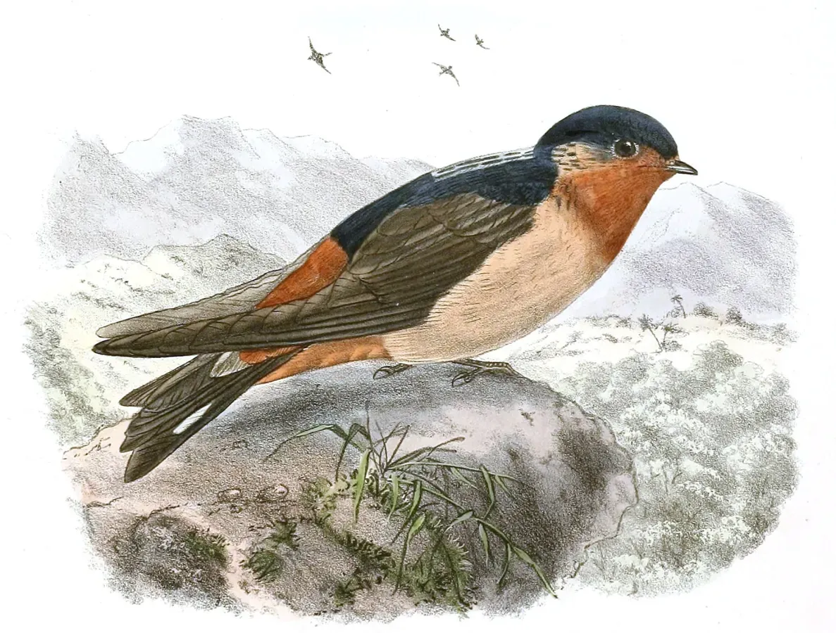 File:Petrochelidon rufigula 1894, crop.jpg