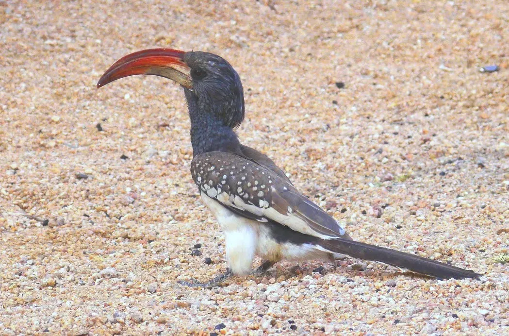 File:Tockus monteiri (606), crop.jpg