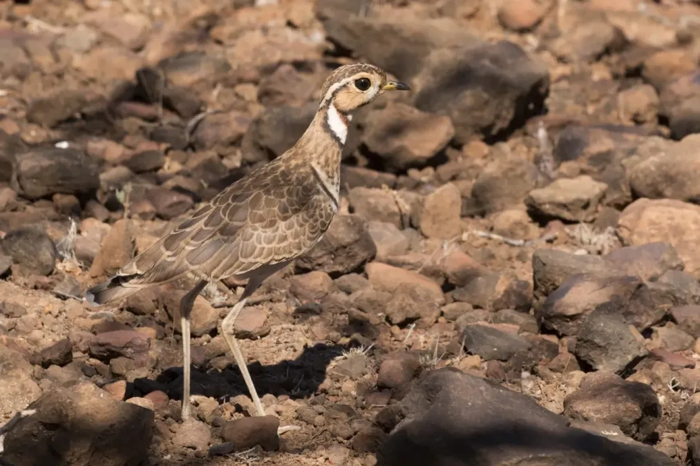 File:Heuglin's courser (Rhinoptilus cinctus emini) female.jpg
