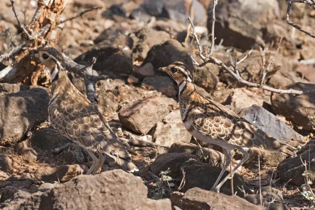 File:Heuglin's courser (Rhinoptilus cinctus) pair.jpg