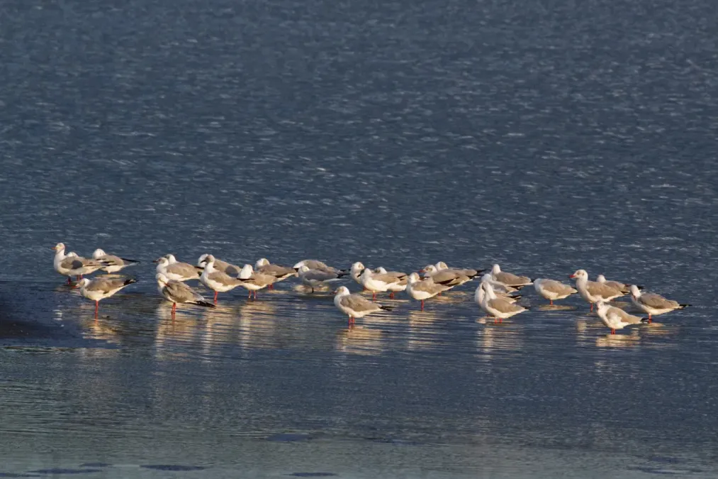 File:Grey-headed Gulls, Lake Elementeita, Kenya (Chroicocephalus cirrocephalus).jpg