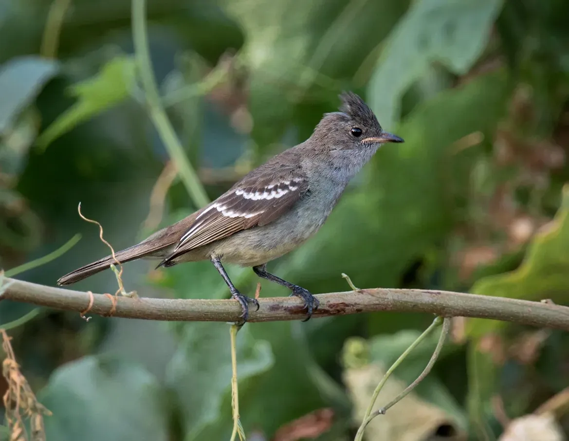 File:Elaenia ridleyana - Noronha elaenia.jpg