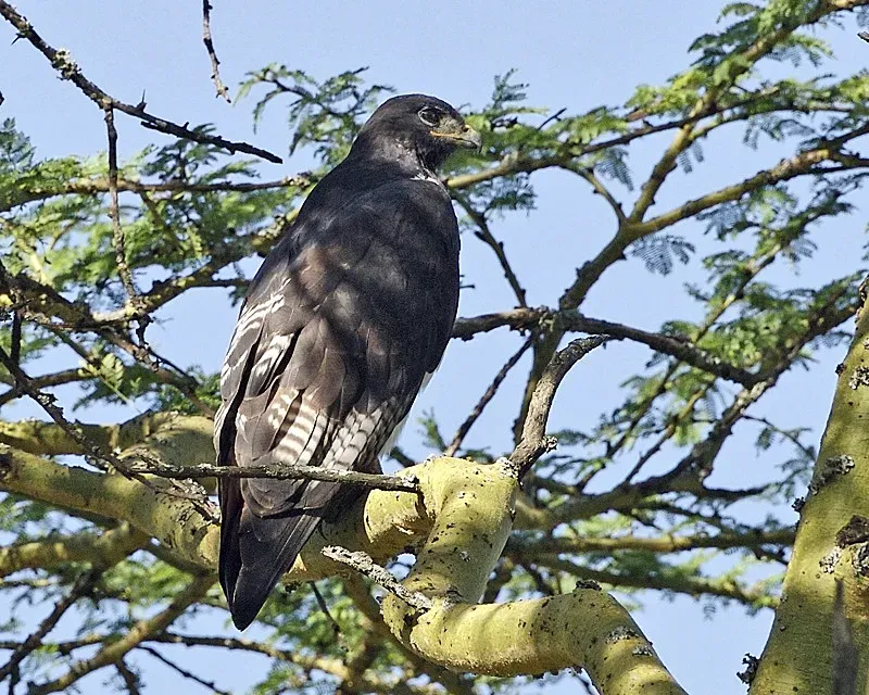 File:Buteo augur.jpg