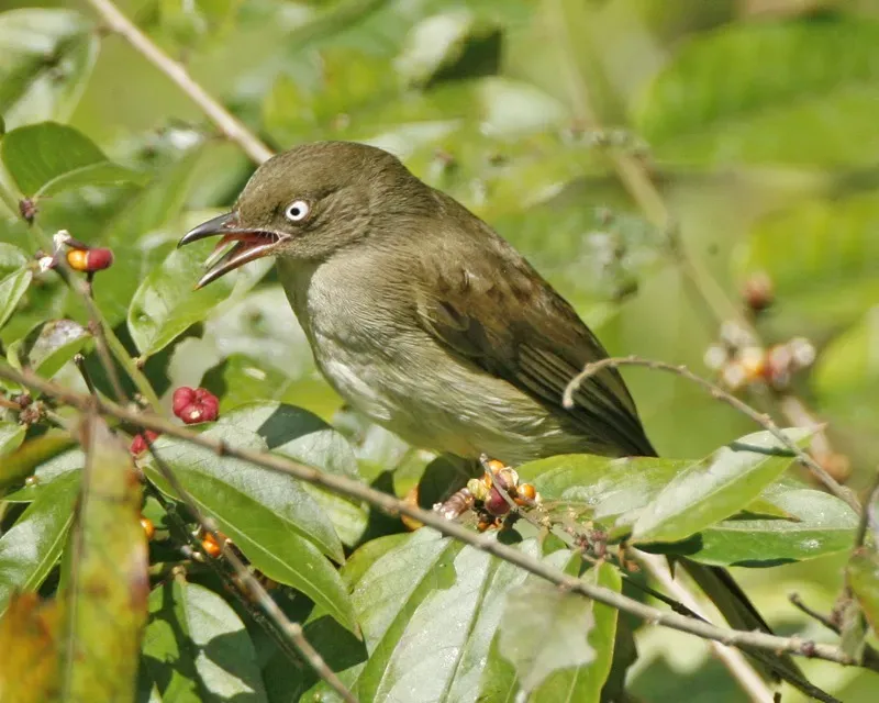 File:Pycnonotus simplex.jpg