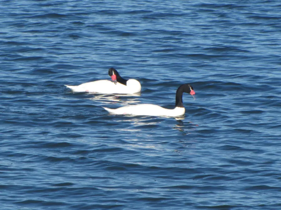 File:Cisnes (Cygnus melancoryphus) en Nercón.jpg