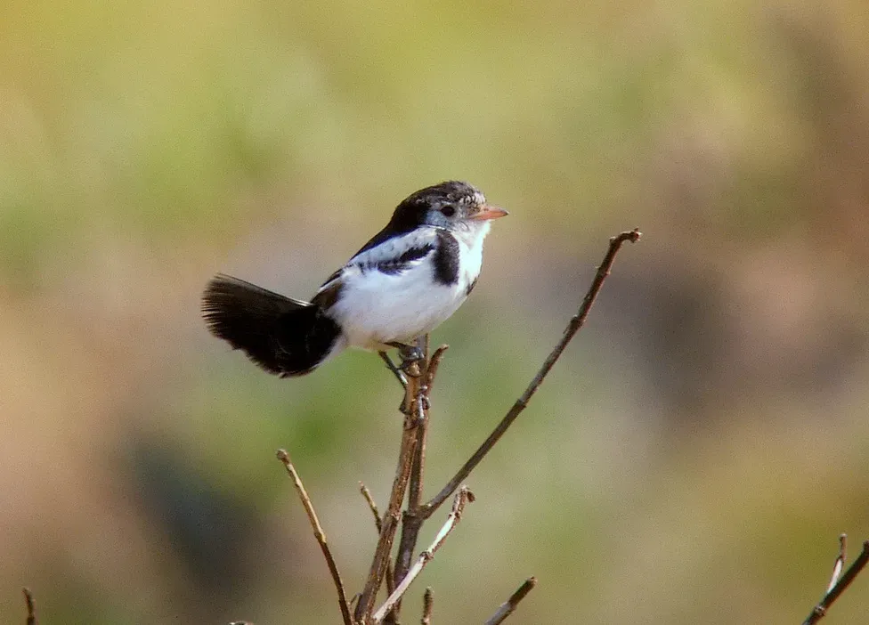 File:Cock-tailed Tyrant (Alectrurus tricolor) perched.jpg