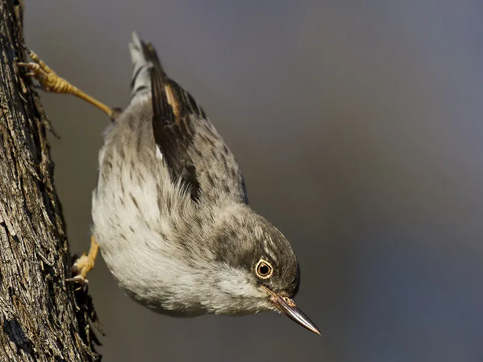 File:Varied Sitella (Daphoenositta chrysoptera) (21575150471) (cropped).jpg