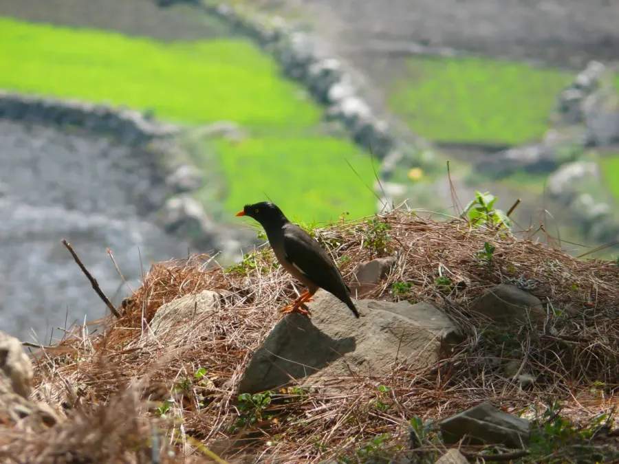 File:Jungle Myna - Acridotheres fuscus - P1050505.jpg