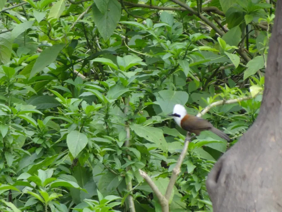 File:White-crested Laughingthrush - Garrulax leucolophus - DSC01079.jpg