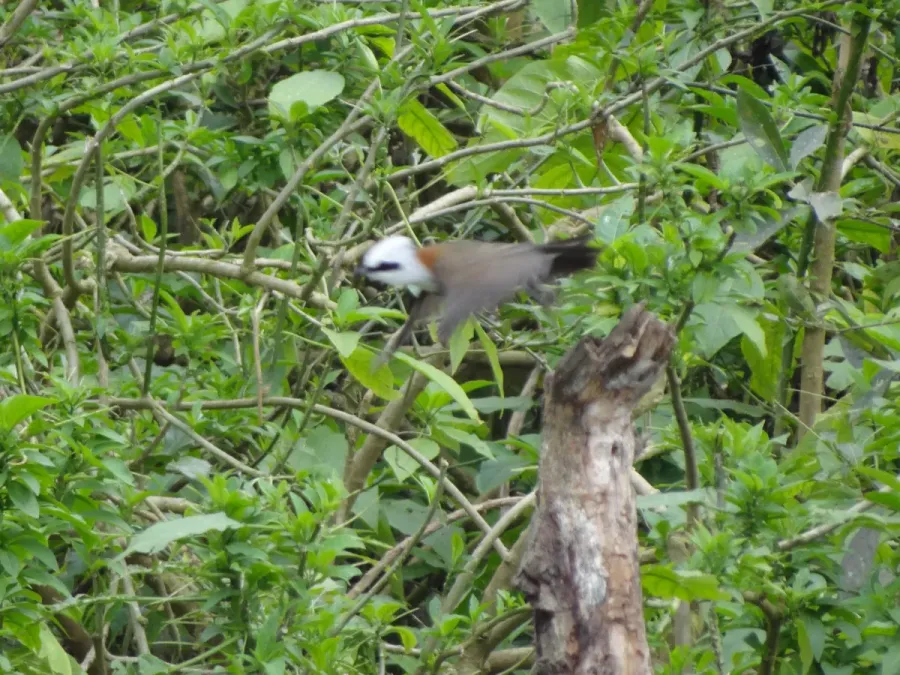 File:White-crested Laughingthrush - Garrulax leucolophus - DSC01076.jpg