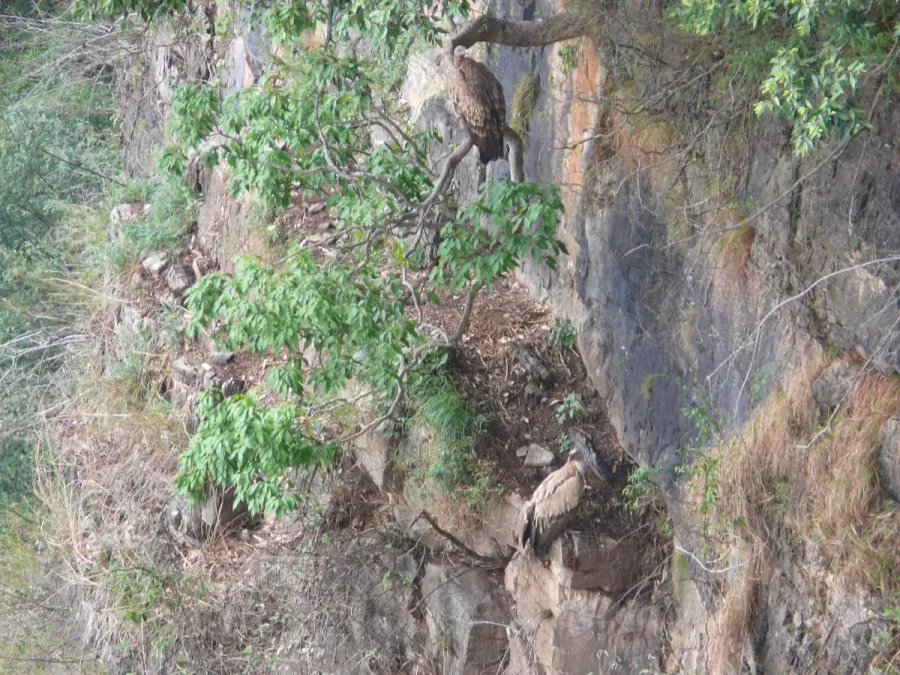 File:Himalayan Griffon (Himalayan Vulture) - Gyps himalayensis - P1040547.jpg