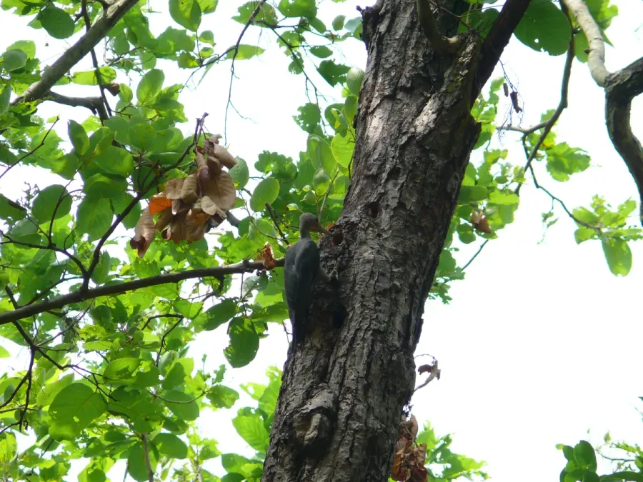 File:Great Slaty Woodpecker - Mulleripicus pulverulentus - P1100519.jpg