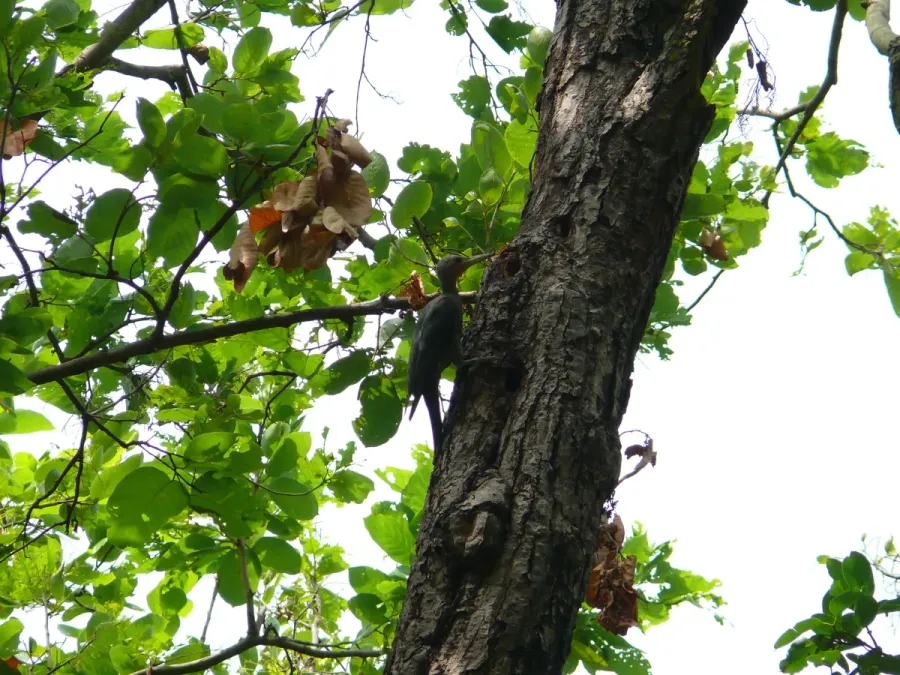 File:Great Slaty Woodpecker - Mulleripicus pulverulentus - P1100518.jpg