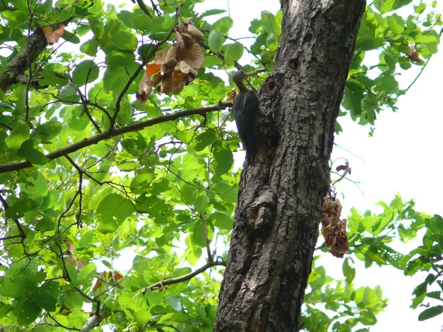 File:Great Slaty Woodpecker - Mulleripicus pulverulentus - P1100520.jpg