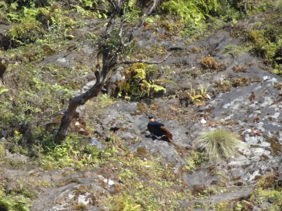 File:Himalayan Monal - Lophophorus impejanus - DSC09728.jpg