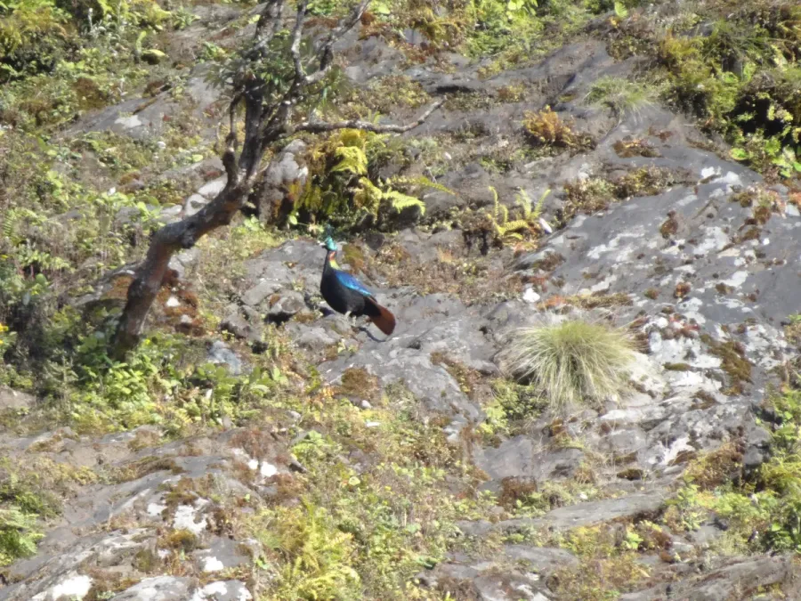 File:Himalayan Monal - Lophophorus impejanus - DSC09729.jpg