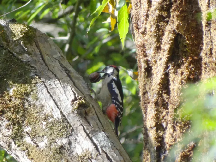 File:Himalayan Woodpecker Dendrocopos himalayensis, Uttarakhand - DSC09743.jpg