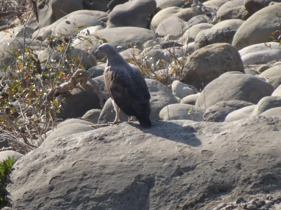 File:Lesser Fish Eagle - Icthyophaga humilis - DSC04900.jpg