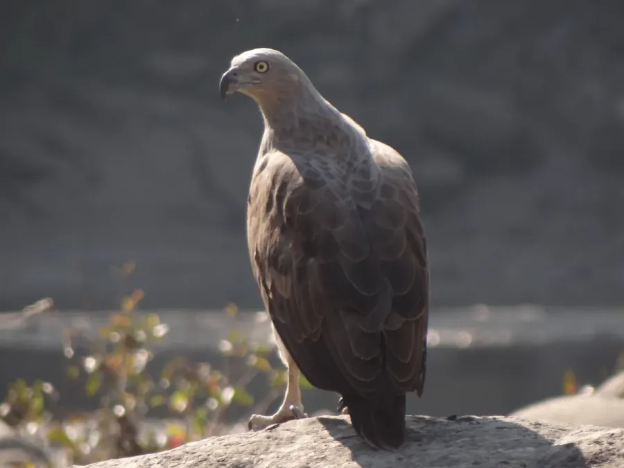 File:Lesser Fish Eagle - Icthyophaga humilis - DSC04901.jpg