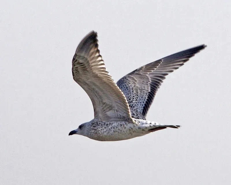 File:Larus vegae.jpg