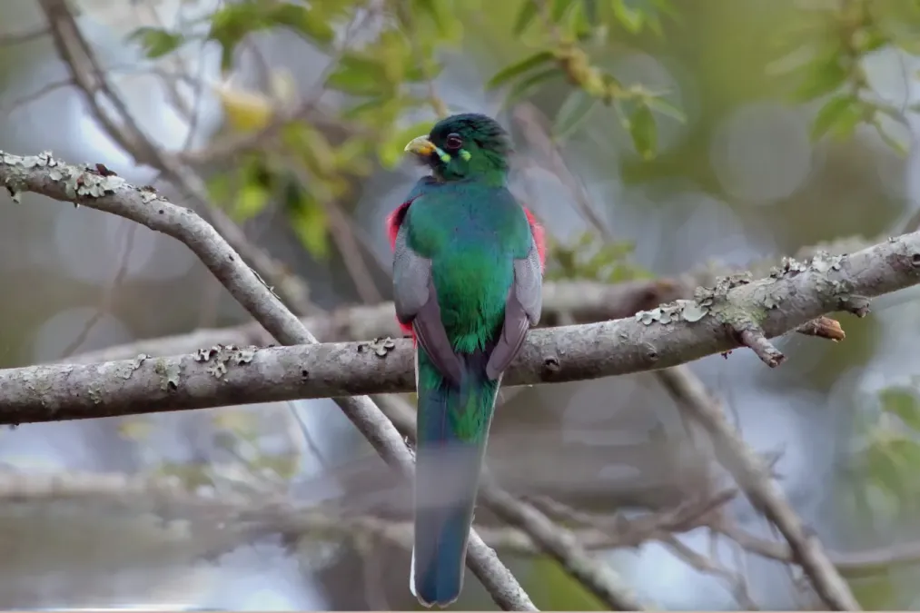 File:Narina Trogon (Apaloderma narina) (1).jpg