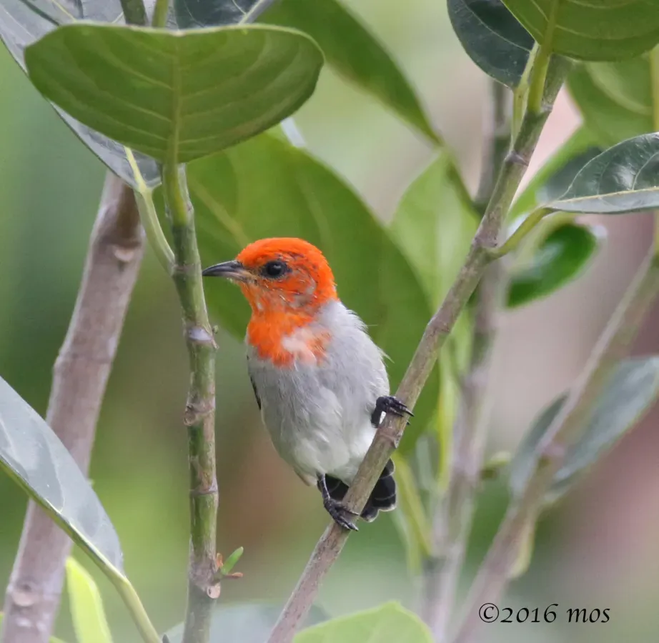 File:Scarlet-headed Flowerpecker (Dicaeum trochileum) of Jakarta, Indonesia.jpg