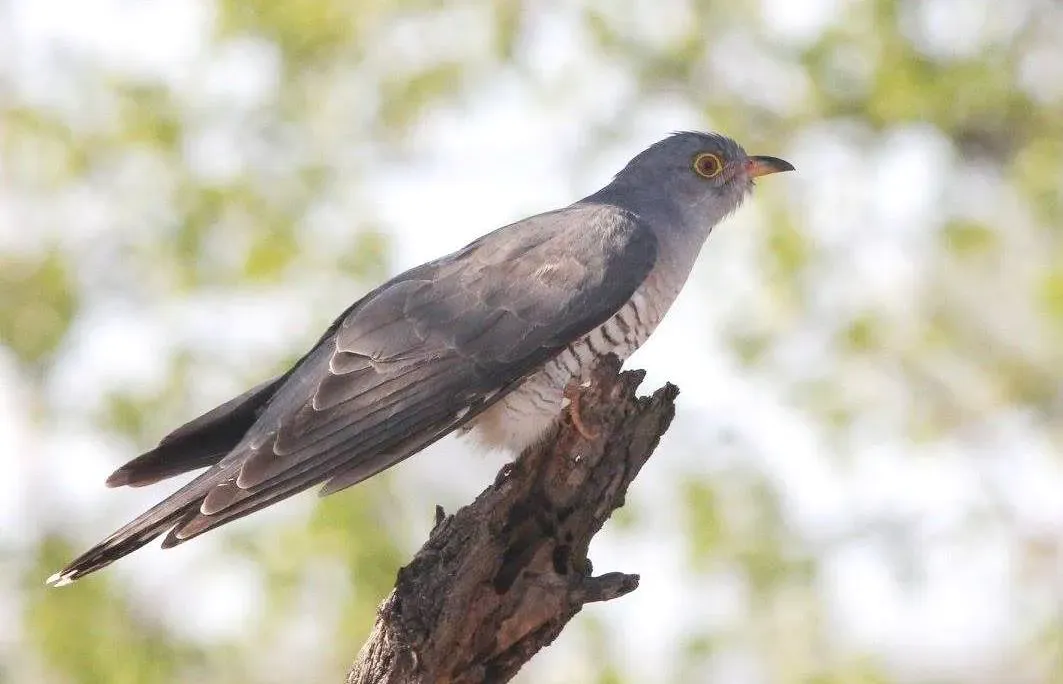 File:Cuculus gularis, mannetjie, Pretoriuskop, Birding Weto, a.jpg