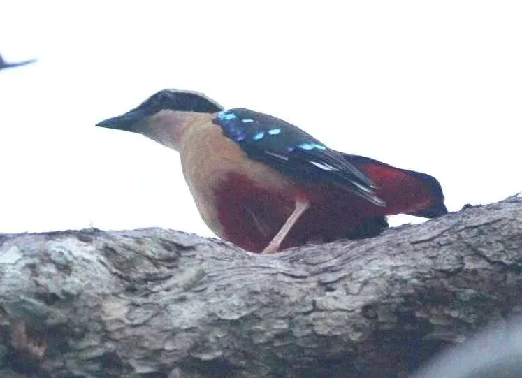 File:Pitta angolensis longipennis, Mpigwe-kamp, Catapu, Birding Weto, a.jpg