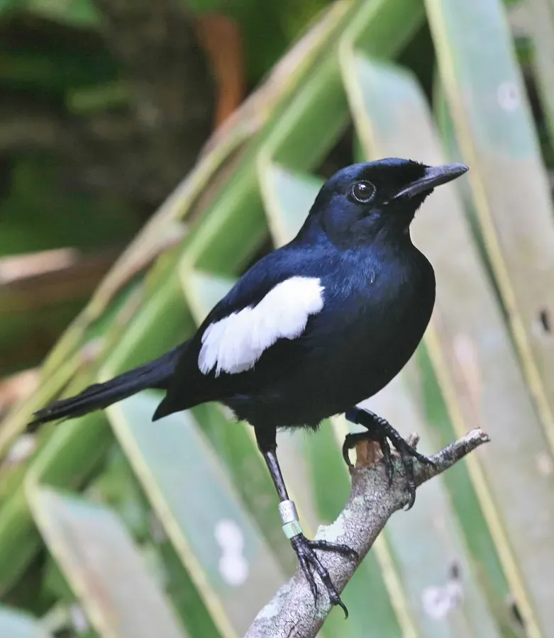 File:Copsychus sechellarum on Seychelles.jpg