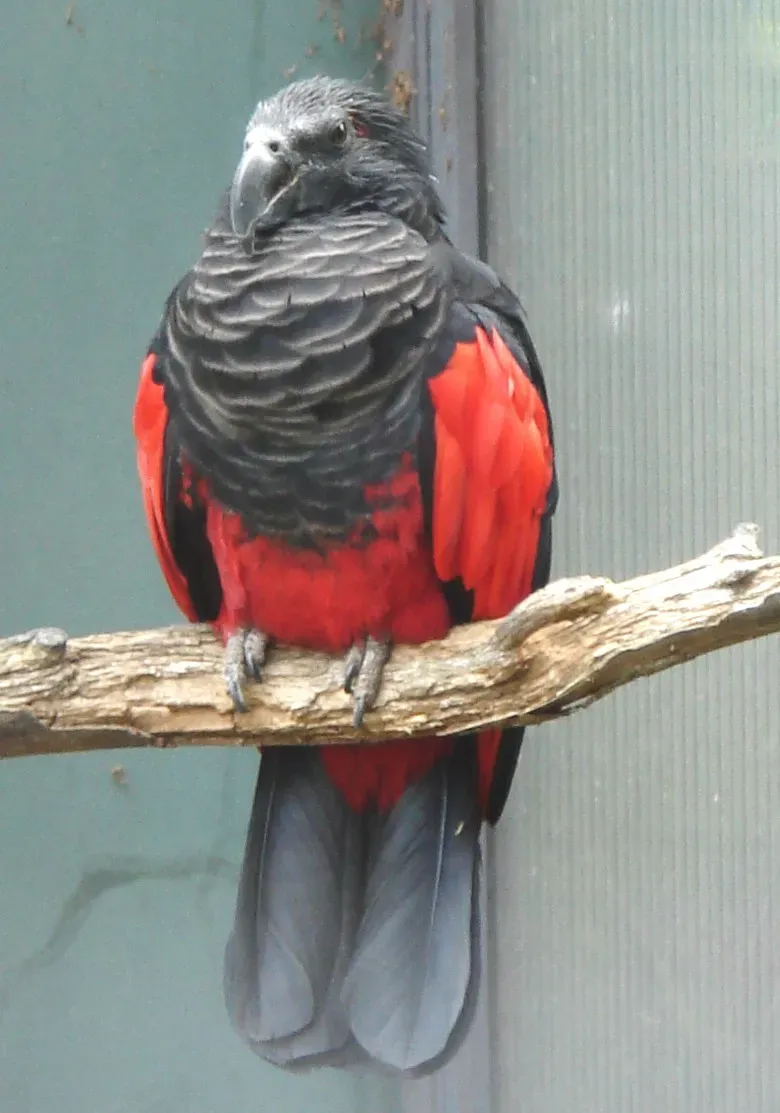 File:Psittrichas fulgidus WILHELMA 2008.jpg
