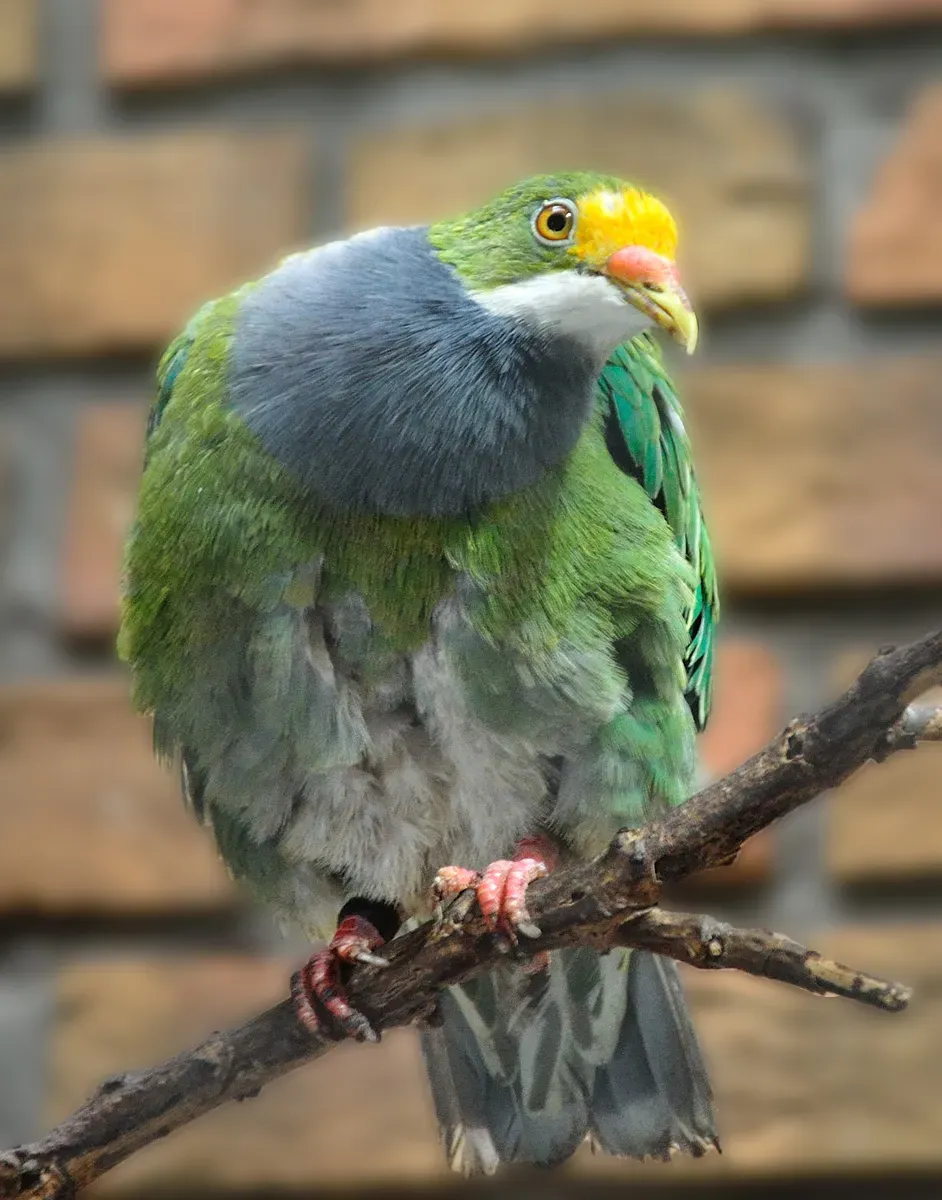 File:Ptilinopus aurantiifrons -Berlin Zoo-8a focussed.jpg