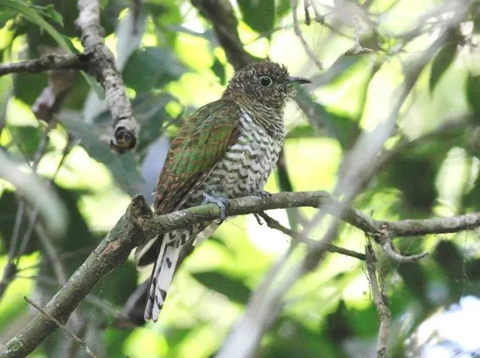 File:Chrysococcyx cupreus, wyfie, Eshowe, Birding Weto, a.jpg