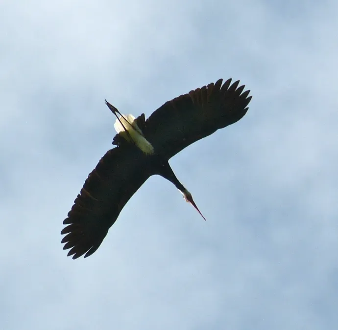 File:Storm's Stork (Ciconia stormi) (8071308409) (cropped).jpg