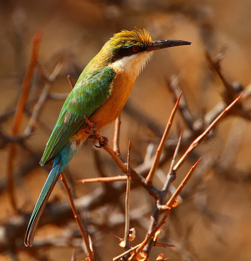 File:Somali Bee-eater, Merops revoilii (cropped).jpg