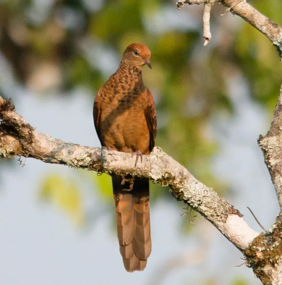 File:Macropygia-ruficeps-little-cuckoo-dove (cropped).jpg