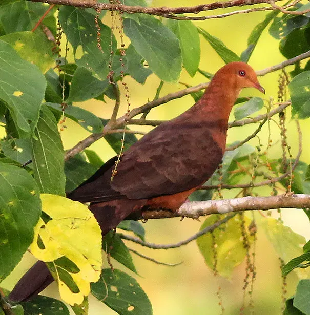 File:Philippine Cuckoo-Dove (Macropygia tenuirostris), Bangkong Kahoy valley, Luzon, Philippines (13736387065) (cropped).jpg