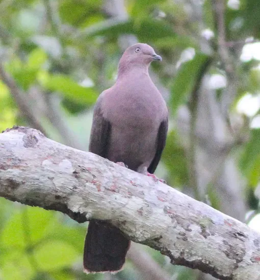 File:Plumbeous Pigeon (Patagioenas plumbea) (8079745172) (cropped).jpg