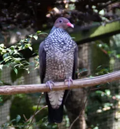 File:Patagioenas speciosa -Zooparque Itatiba, Sao Paulo State, Brazil -adult-8a (cropped).jpg
