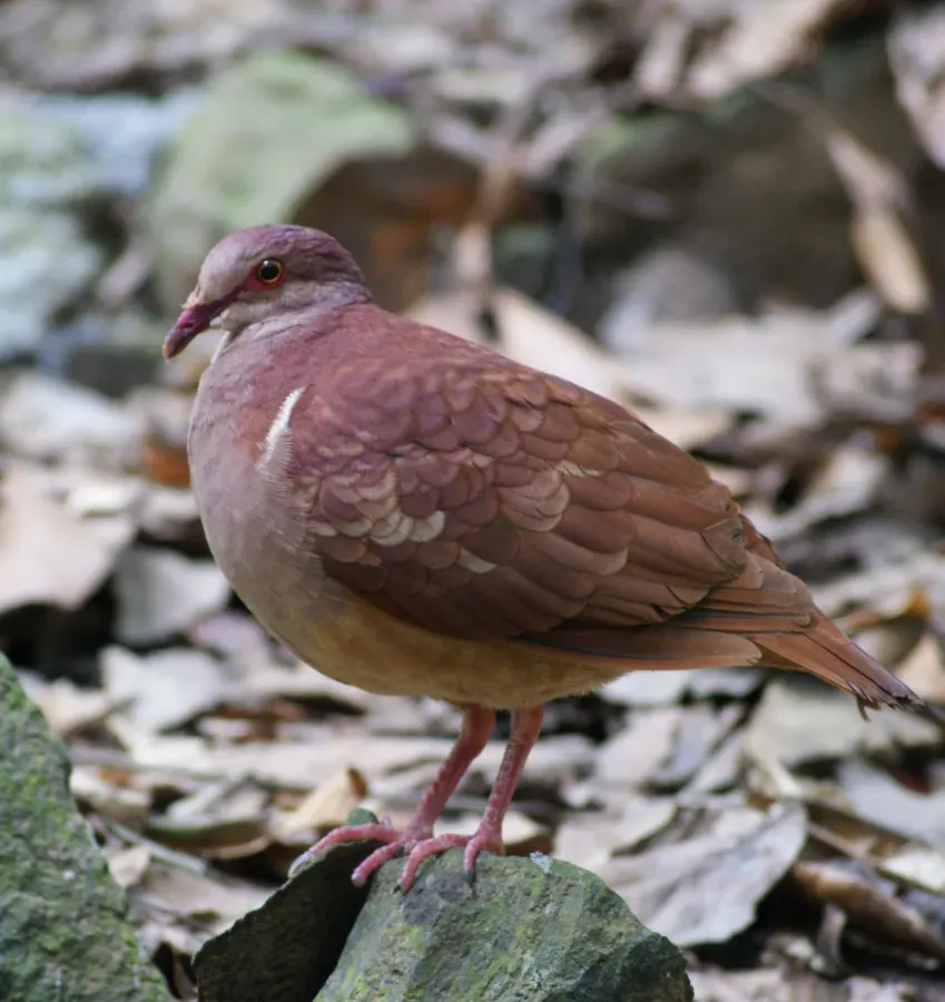 File:Geotrygon montana Parc des Mamelles Guadeloupe 2010-04-04 (cropped).jpg