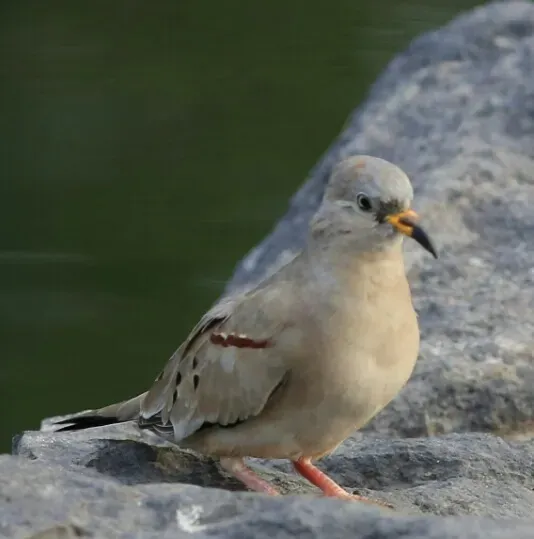 File:Columbina cruziana -Lima, Peru-8 (cropped).jpg